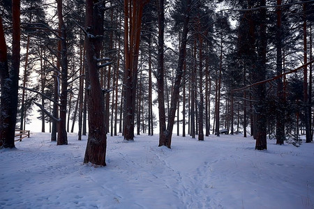 冬季森林景观/十二月视图在粉雪，降雪景观森林