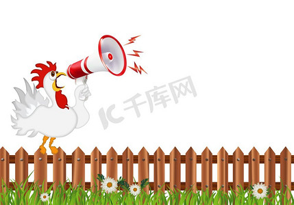 喊摄影照片_与白色公鸡的幽默孤立的例证在一个围栏，尖叫到扩音器