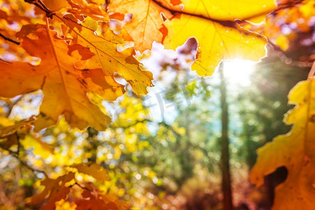 淘宝主图叶子摄影照片_秋天的时候五颜六色的黄色叶子。特写镜头适合背景图像。
