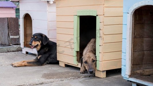 可爱的狗他们的房子等待被收养