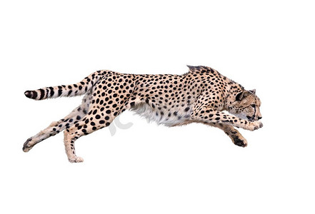 快地摄影照片_白色背景上孤立的奔跑的猎豹形象