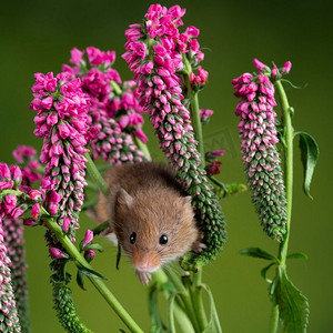 可爱的收获小鼠micromys minutus在红色花卉叶子与中性绿色自然背景