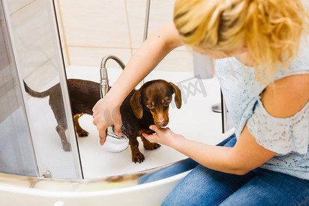 一个照顾她的小狗的女人。雌性洗澡，在淋浴下清洁腊肠。动物卫生理念..一名妇女为她的狗洗澡