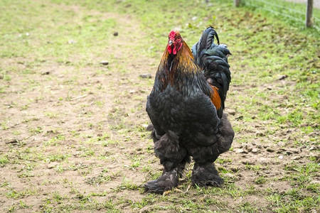 大公鸡与毛茸茸的脚走在农村农家庭院在农村