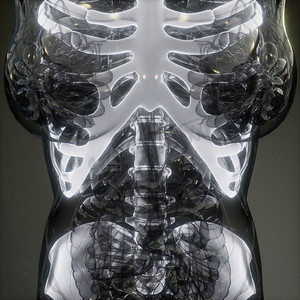 人体骨骼的医学图像。透明人体，骨骼可见