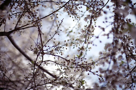 色调的背景春天树枝与幼叶太阳眩光模糊bokeh