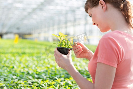 年轻的女植物学家在苗圃检查草药