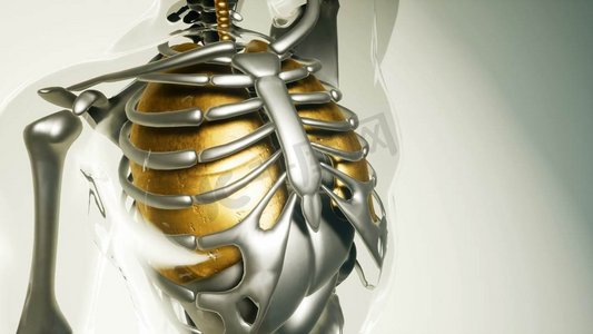 医学科学的人体肺模型与所有器官和骨骼。所有器官和骨骼的人体肺模型