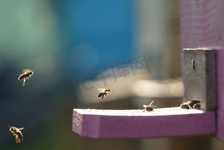 明媚春天摄影照片_特写飞行蜜蜂在春天的时间