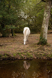 秋季林地景观中美丽的新森林小马，四周秋色鲜艳
