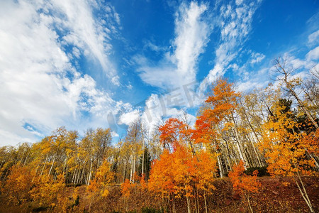 秋天五彩缤纷的阳光森林，晴朗的日子里有黄树。