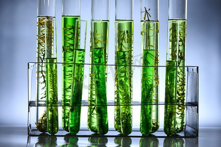 生物技术实验室的藻类生物燃料管，实验室的光生物反应器藻类燃料生物燃料行业