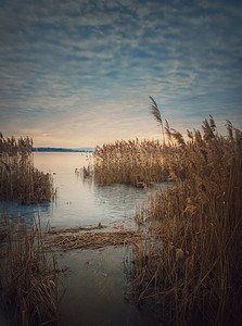 夕阳西下的湖面上干枯的芦苇。池塘附近的冬季风景，寂静的傍晚景象