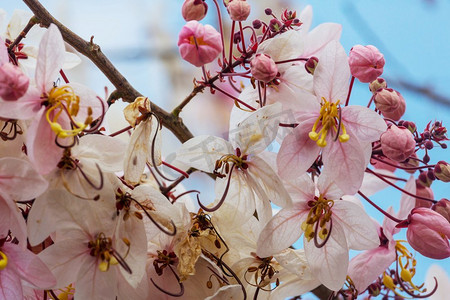 美国夏威夷春季的决明树开花