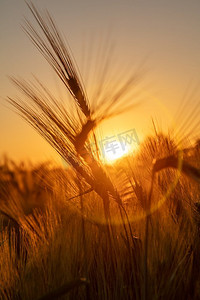 在金色的日落或日出时，关闭小麦或大麦的穗
