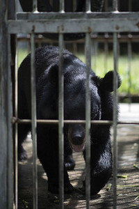 大黑熊被困在一个铁笼里。