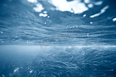 laminaria sea kale 水下照片 海洋 珊瑚礁 盐水