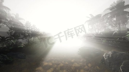 日落的光束穿过丛林雨林的棕榈树。日落穿过棕榈树