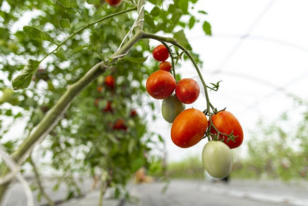 大棚蔬菜种植技术苹果小番茄