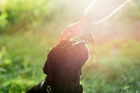 主人的手抚摸着她的狗头阳光。高分辨率照片。主人的手抚摸着她的狗头阳光。高品质的照片