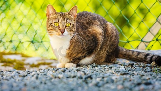 在享受的猫摄影照片_动物棕色虎斑猫享受自己在花园的户外，在阳光下温暖。猫享受自己户外