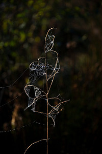 秋天的露水摄影照片_寒冷的露水晨光下，令人惊叹的蜘蛛和S蛛网的细节景观形象