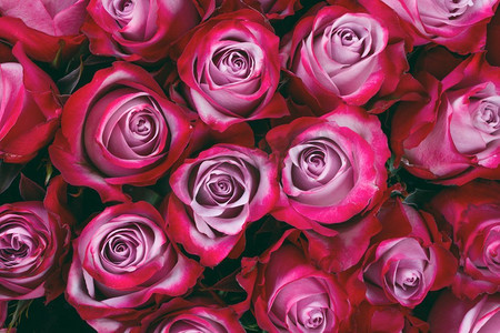 美丽的情人节粉红色玫瑰花背景。粉红色玫瑰花背景