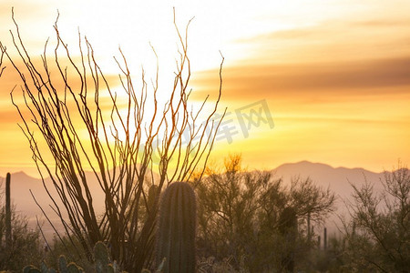 大Saguaro仙人掌在一个山，亚利桑那州，美国