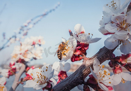 树从摄影照片_从盛开的杏树上收集花粉的特写蜜蜂。蓝天背景下的蜜蜂和春花