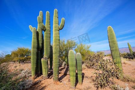 saguaro摄影照片_大Saguaro仙人掌在一个山，亚利桑那州，美国