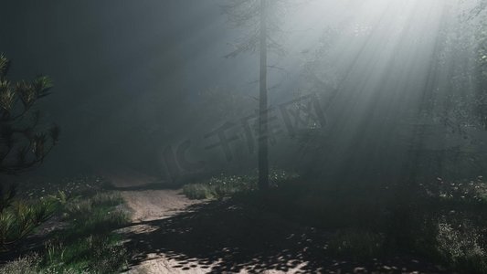 在芬兰南部的松树林里，薄雾弥漫的春天早晨。松林里的雾霭春晨
