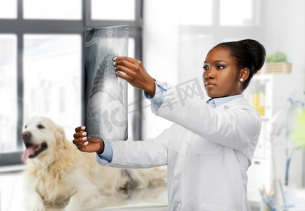动物医学摄影照片_ 妇女，医学，x光，兽医