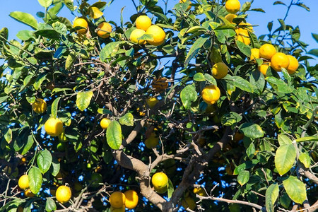 水果和花卉摄影照片_园艺，自然和花卉概念—柠檬树在蓝天。柠檬树在蓝天