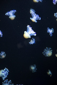 明亮的水母漂浮在黑暗的海水中