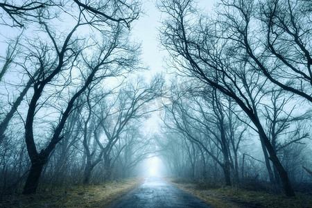 神秘的黑暗的秋天森林在绿色雾与道路，树木和树枝。克里米亚的早晨