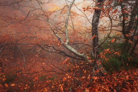 森林里的雾。克里米亚的秋日清晨(艾派特山)。迷雾中的神秘秋季森林，红叶、树木和树皮