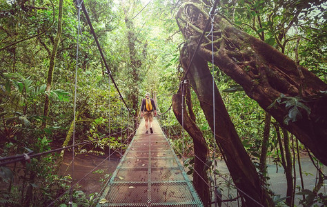 Handing Bridge在绿色丛林，哥斯达黎加，中美洲
