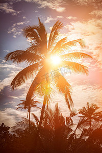 热带背景-日落时的棕榈树。镜头光斑和光线泄漏。夕阳西下的手掌