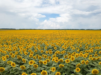 农村花卉摄影照片_ 无人机，自然，夏季，农业