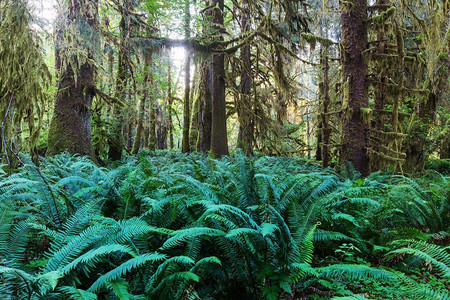 美丽的雨林在奥林匹克国家公园，华盛顿，美国。覆盖着厚厚一层苔藓的树。