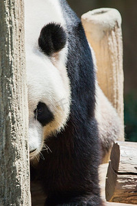 动物园熊猫摄影照片_大熊猫的肖像在动物园特写视图。大熊猫肖像