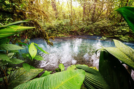 热带雨林里流淌着美丽的溪水。哥斯达黎加、中美洲