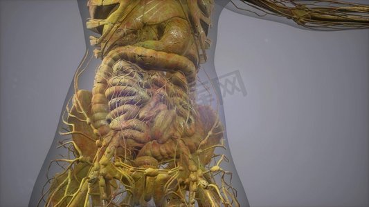 人体解剖模型展示插图