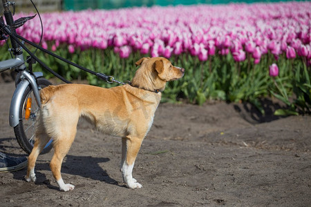 狗在郁金香里散步荷兰