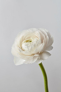 贺卡摄影照片_白色美丽的毛茛花在灰色背景，婚礼贺卡。白色毛茛花在灰色背景