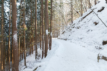 自然景观概念—日本雪道冬季森林。雪道在冬季森林，日本