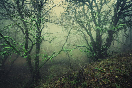 在雾中穿过一片神秘的黑暗古老森林。克里米亚的秋天早晨神奇的气氛。童话