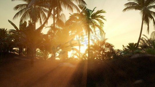sunbeam摄影照片_在日落的剪影椰子棕榈树。日落穿过棕榈树