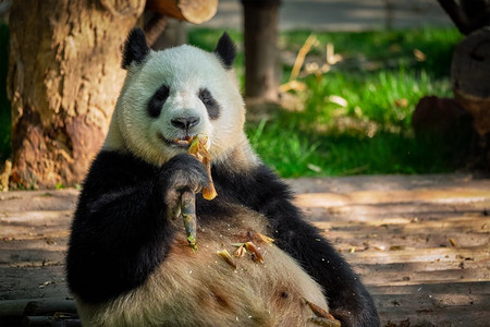 四川大熊猫摄影照片_中国旅游的标志和吸引力—大熊猫吃竹子。中国四川成都。中国大熊猫