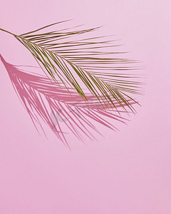 在粉红色背景的绿色热带棕榈叶。简约风格。复制空间。热带棕榈叶